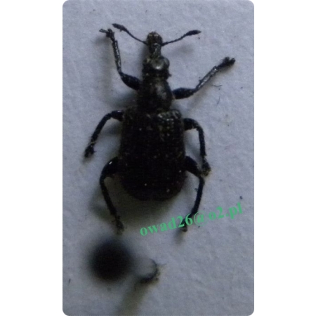 Deporaus betulae (Linnaeus, 1758) Tutkarz brzozowiec